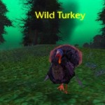 Wild Turkey1